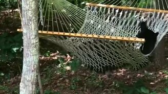 Медведь в гамаке - смотреть видео (0:33)