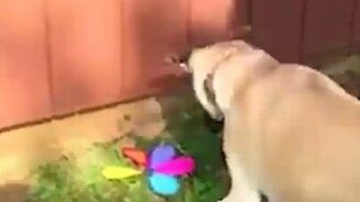 Собаки хотели, как лучше... - смотреть видео (0:51)