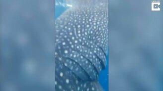 Китовая акула чуть не заглотнула мужчину - смотреть видео (1:36)