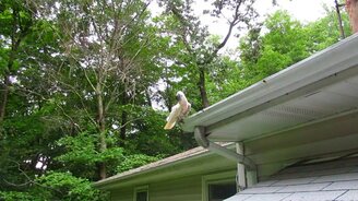 Какаду чистит водосток - смотреть видео (1:30)