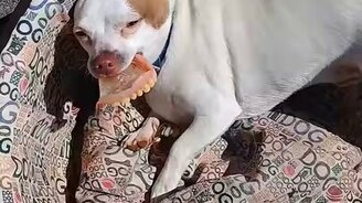 Собачонка утащила челюсть - смотреть видео (0:33)