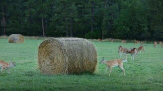 Оленята играют возле сена - смотреть видео (0:30)