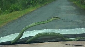 Змея на лобовом стекле - смотреть видео (0:23)