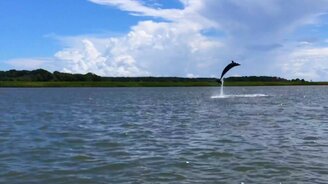 Дельфин танцует перед камерой - смотреть видео (0:59)