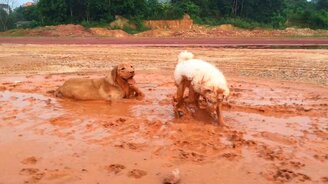 Собаки играют в грязи - смотреть видео (1:12)