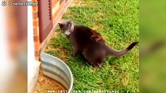 Сборник чудного, весёлого и смешного - смотреть видео (7:14)