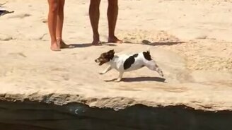 Прыжок собачки со скалы - смотреть видео (0:35)