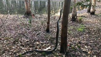 Как змея влезает на дерево - смотреть видео (1:24)