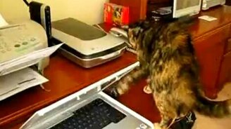 Нервный кот - смотреть видео (1:33)