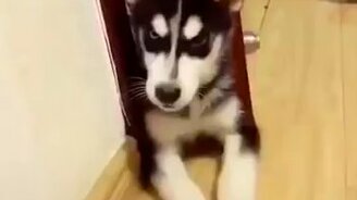 Уменьшаем громкость лая - смотреть видео (0:15)