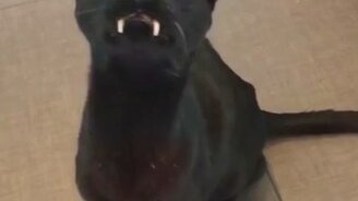 Саблезубый котик - смотреть видео (0:21)