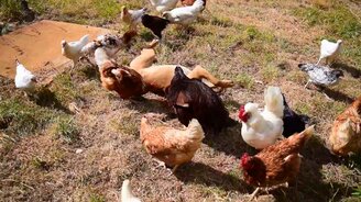 Собака резвится среди кур - смотреть видео (2:30)