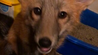 Разговорчивый лисёнок - смотреть видео (0:19)