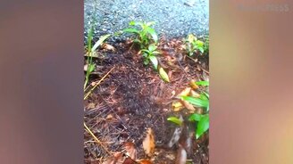 Муравьи переходят дорогу - смотреть видео (0:39)