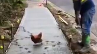 Курица-разрушительница - смотреть видео (0:43)