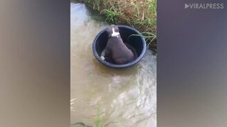 Бульдожий заплыв в тазу - смотреть видео (1:01)