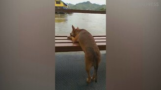 Печальная собака - смотреть видео (0:59)