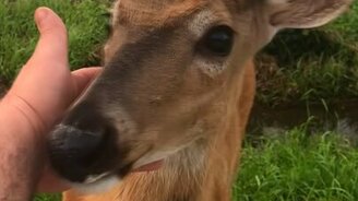 Смелый дикий оленёнок - смотреть видео (3:14)