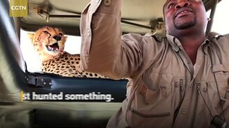 Гепард нашёл тенёк - смотреть видео (1:01)