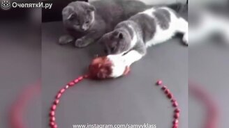 Сборник курьёзов, провалов и побед - смотреть видео (5:44)