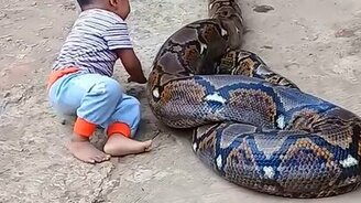 Мальчик играет с питоном - смотреть видео (0:29)