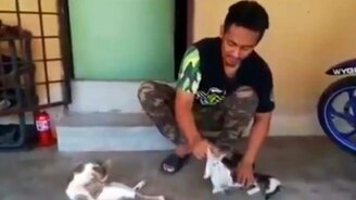 Как усыпить котят - смотреть видео (1:19)