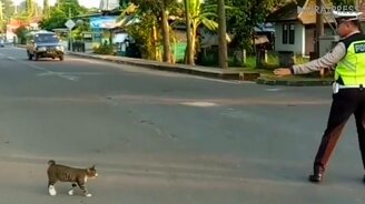 Полицейский переводит кота через дорогу - смотреть видео (0:18)