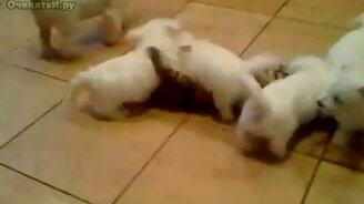 Атака щенят - смотреть видео (1:04)