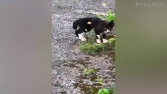 Котёнок с кошкой на носу - смотреть видео (1:23)