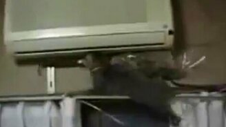 Кот с букетом - смотреть видео (0:30)