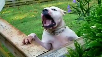 Собака и листодув - смотреть видео (0:52)