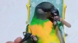 Пляжный трюк попугая - смотреть видео (0:15)