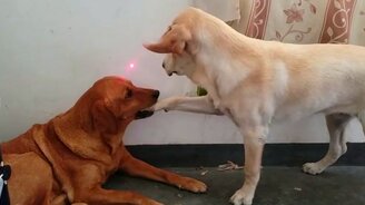 Не трогай, это мой лазер! - смотреть видео (0:15)