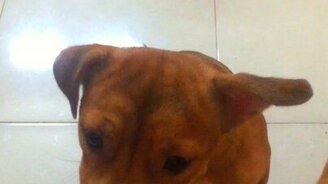 Щенок просит еду - смотреть видео (0:14)