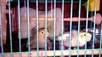 Птичьи милования - смотреть видео (1:47)