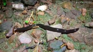 Червь с молотообразной головой - смотреть видео (0:35)