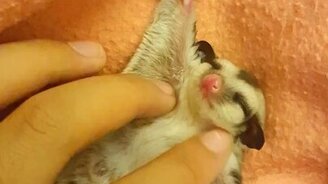 Милые потягивания детёныша - смотреть видео (0:23)