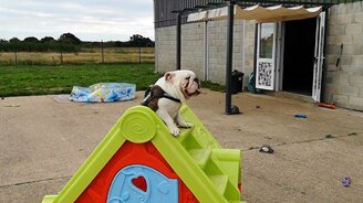 Бульдог катается с горки - смотреть видео (0:08)