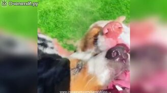 Очередное смешное видео - смотреть видео (7:49)