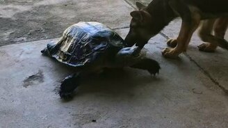 Черепаха против щенят - смотреть видео (2:47)