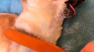 Как загипнотизировать собаку - смотреть видео (0:15)