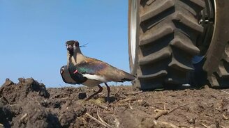 Когда мать защищает потомство - смотреть видео (0:25)