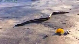 Змея на пляже - смотреть видео (0:22)