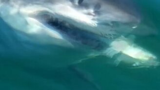 Акула грабит рыбака - смотреть видео (0:40)