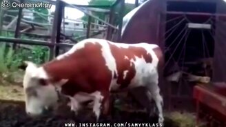 Приколы из обыденности - смотреть видео (7:36)