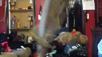 Танец гекона на канате - смотреть видео (0:17)