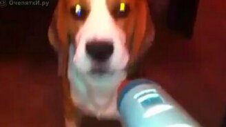 Пёс и пылесос - смотреть видео (1:32)