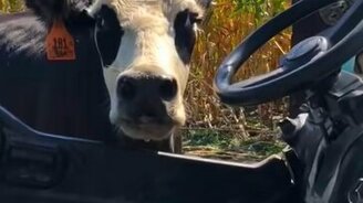 Корова, которая может себя защитить - смотреть видео (0:33)