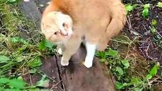 Кот не признал хозяина - смотреть видео (0:35)