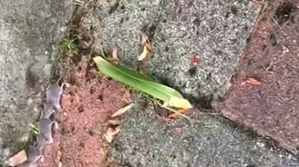 Синхронная семья землероек - смотреть видео (1:04)